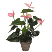 Planta Artificial - Anthurium Rosa - MICA